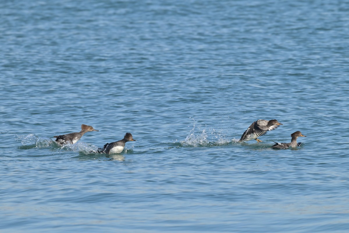 morčák chocholatý - ML645224888