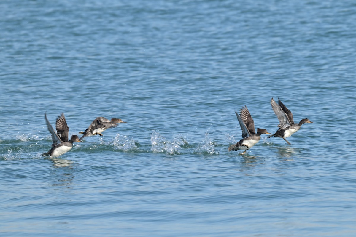 morčák chocholatý - ML645224889