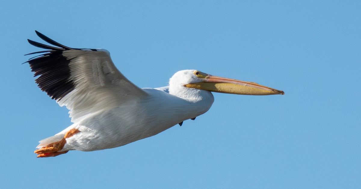 Amerika Pelikanı - ML645224900