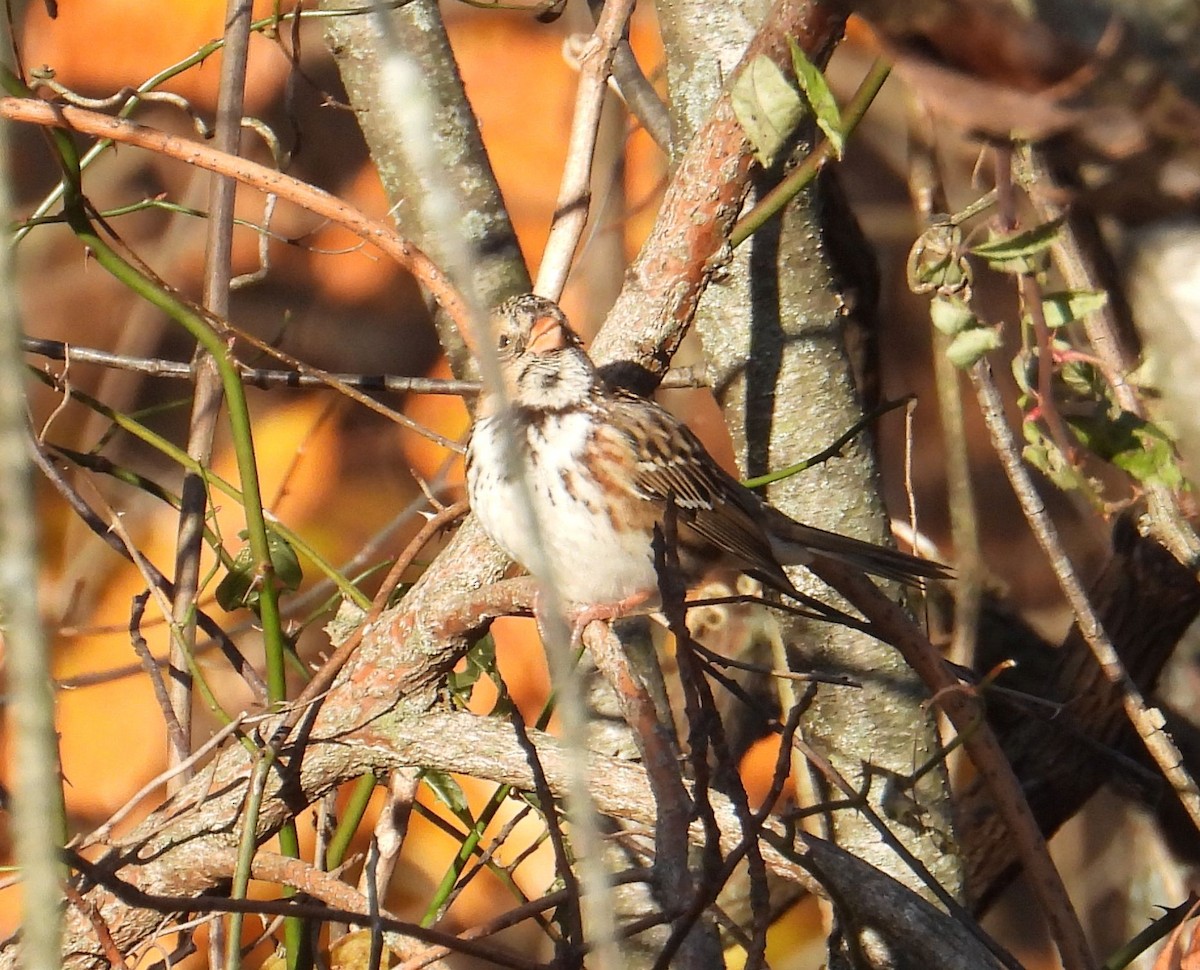 Harris's Sparrow - ML645224903