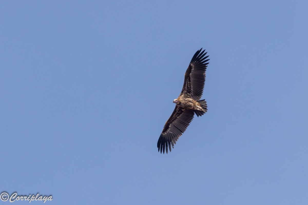 Lappet-faced Vulture - ML645224912