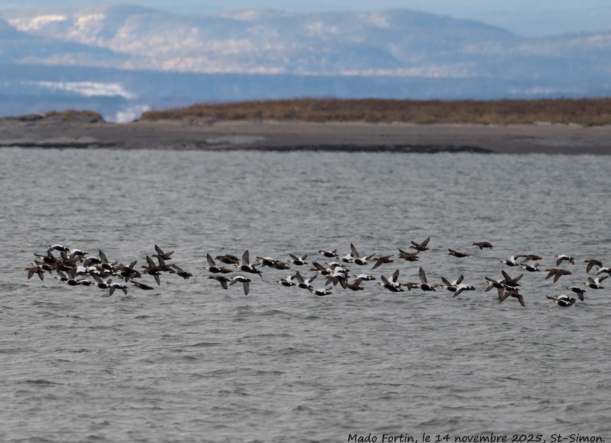 Common Eider - ML645224917