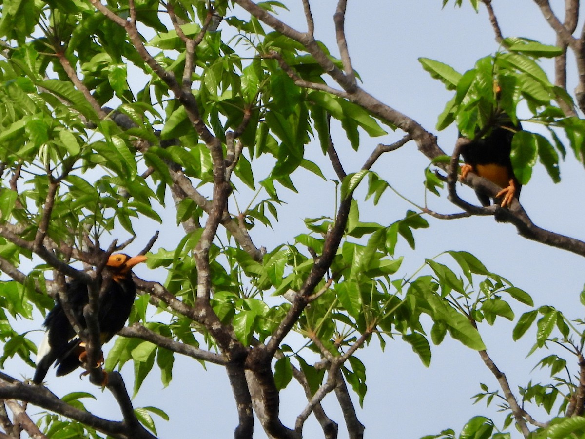 Yellow-faced Myna - ML645224919