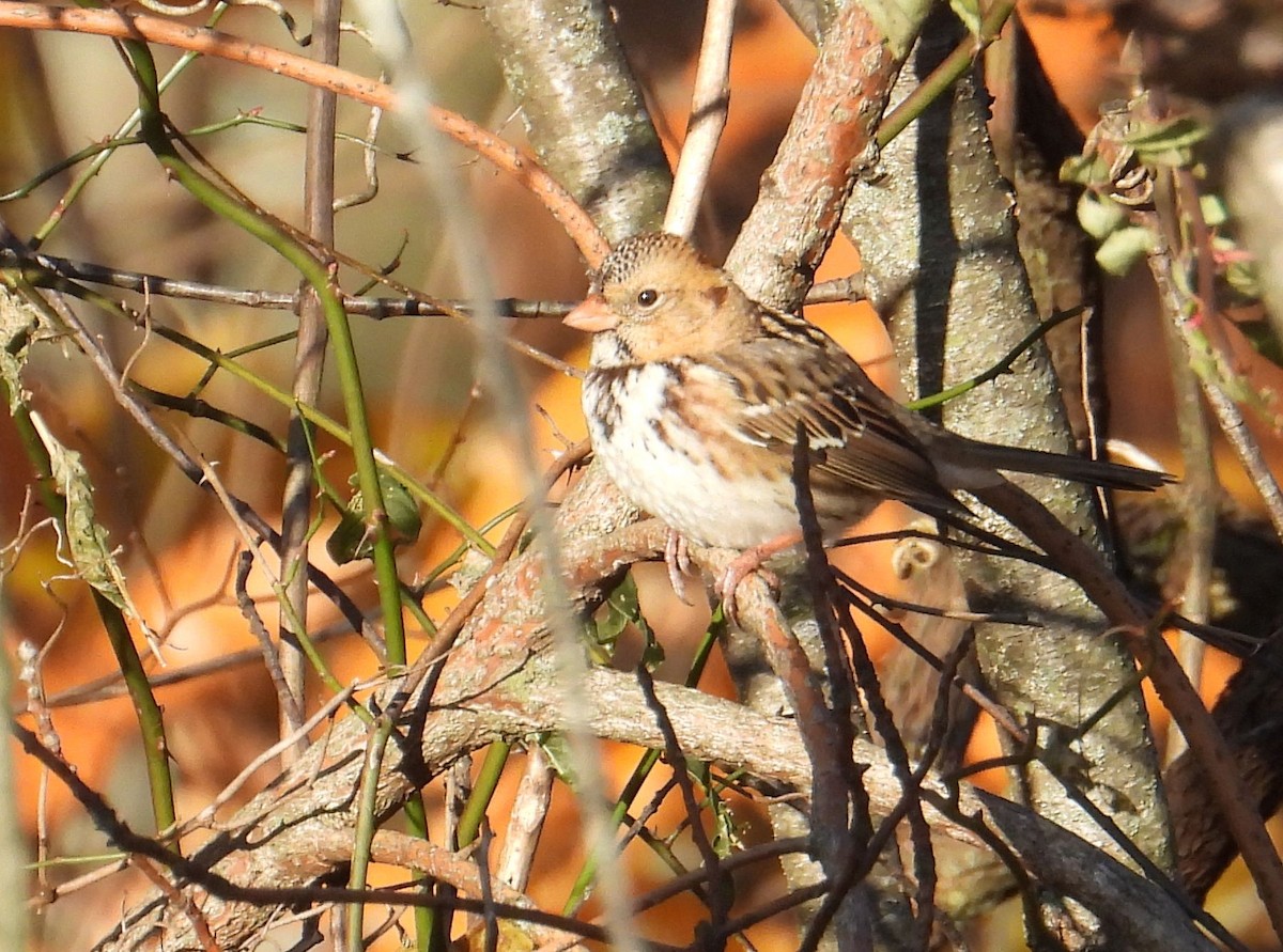 Harris's Sparrow - ML645224921