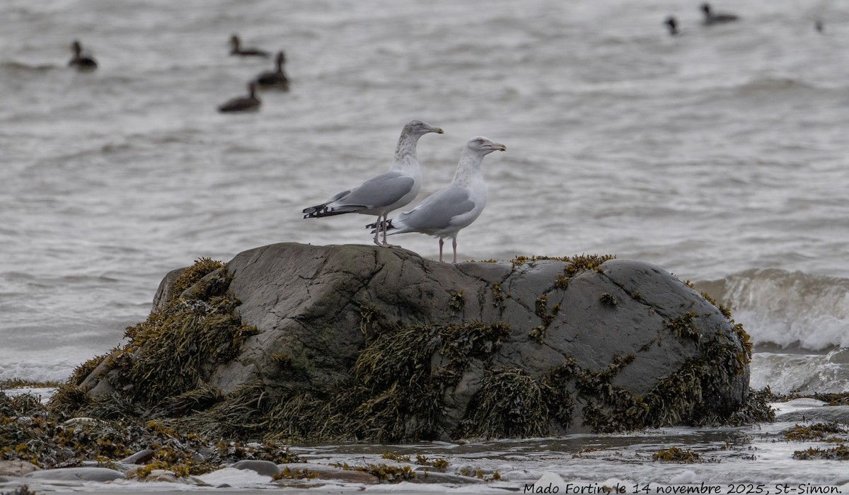 American Herring Gull - ML645224922