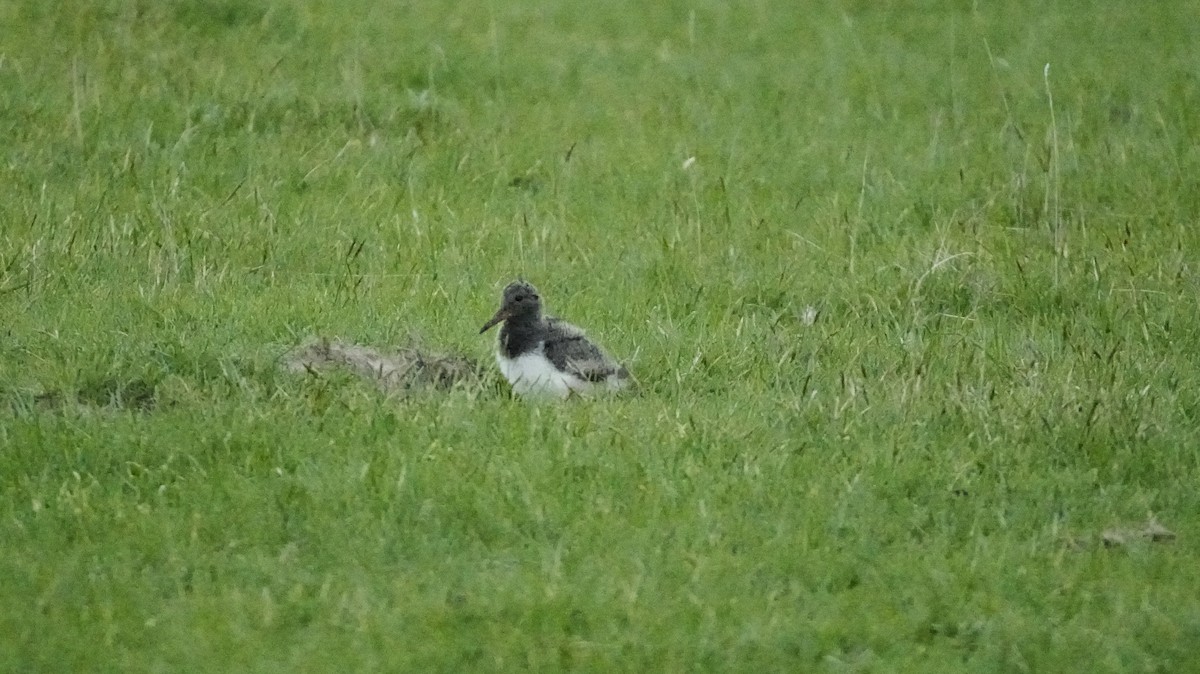 ústřičník jižní - ML645224931