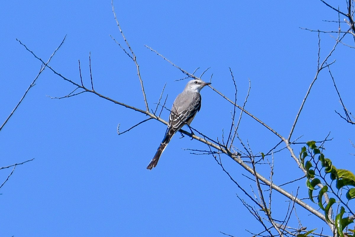 Scissor-tailed Flycatcher - ML645224949