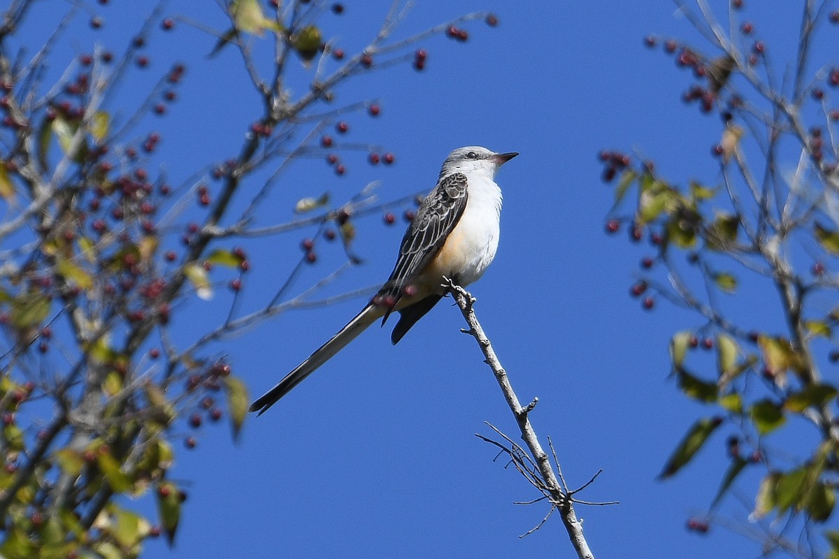 Scissor-tailed Flycatcher - ML645224950