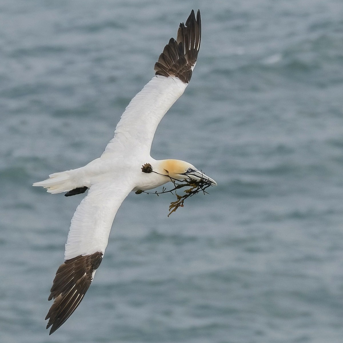 Northern Gannet - ML645224953