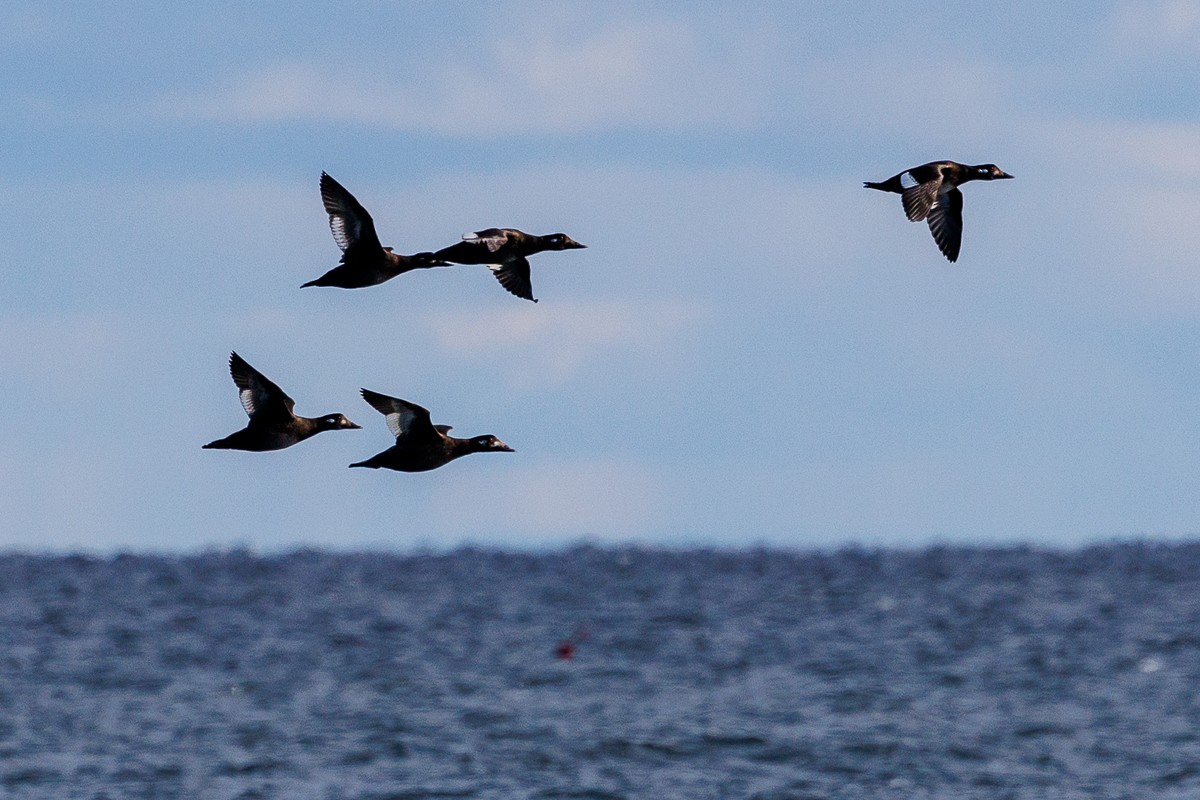 White-winged Scoter - ML645224954