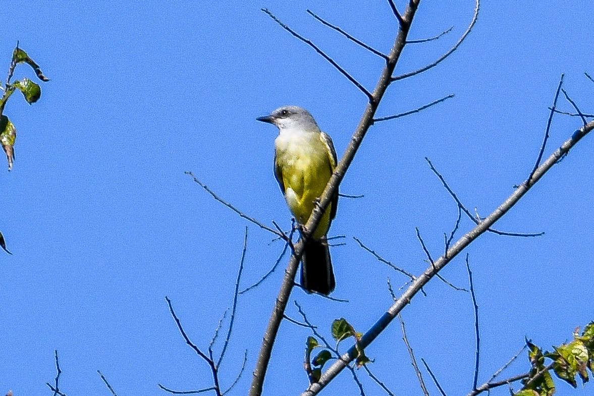 Western Kingbird - ML645224960