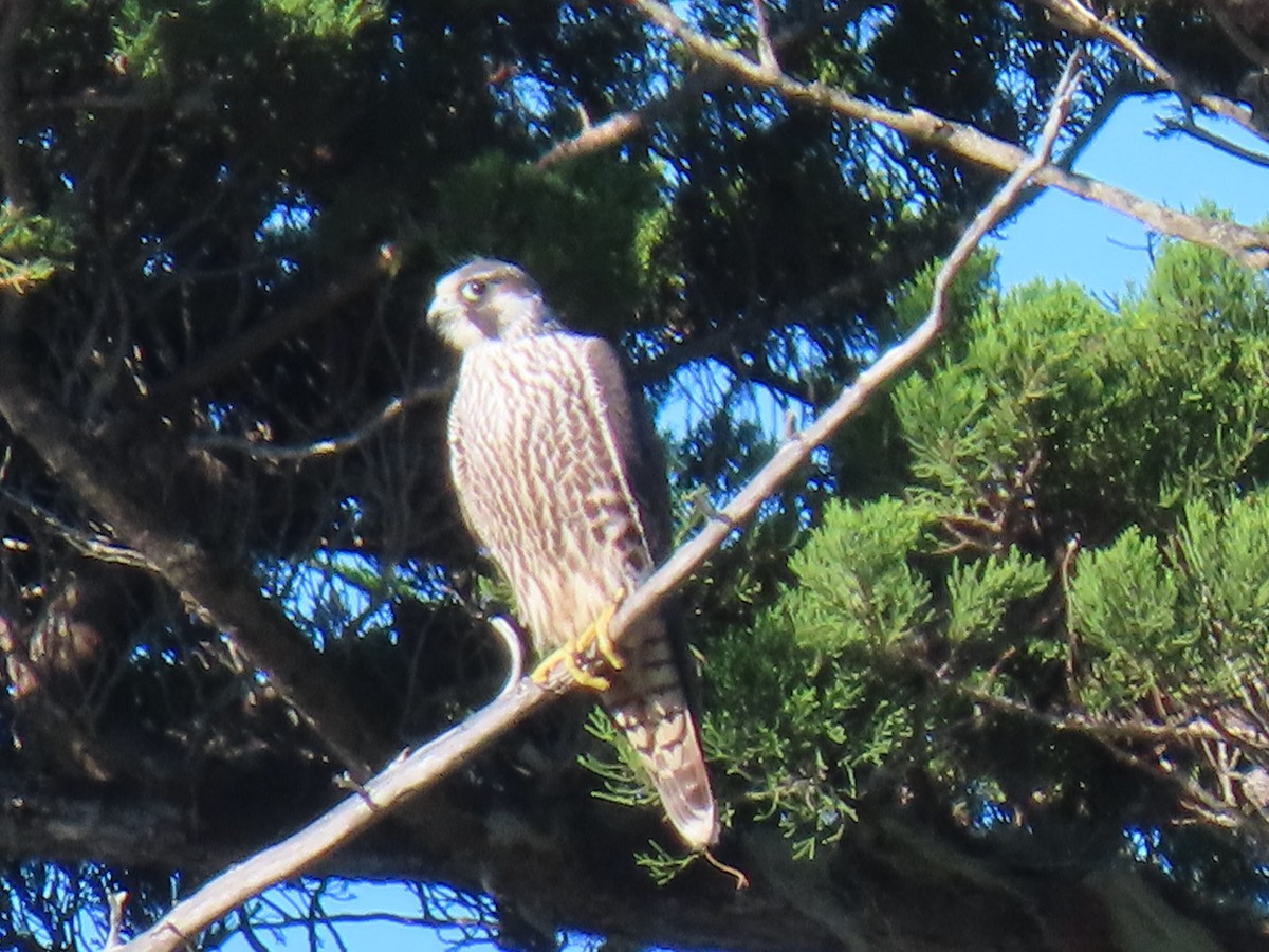 Peregrine Falcon - ML645224971