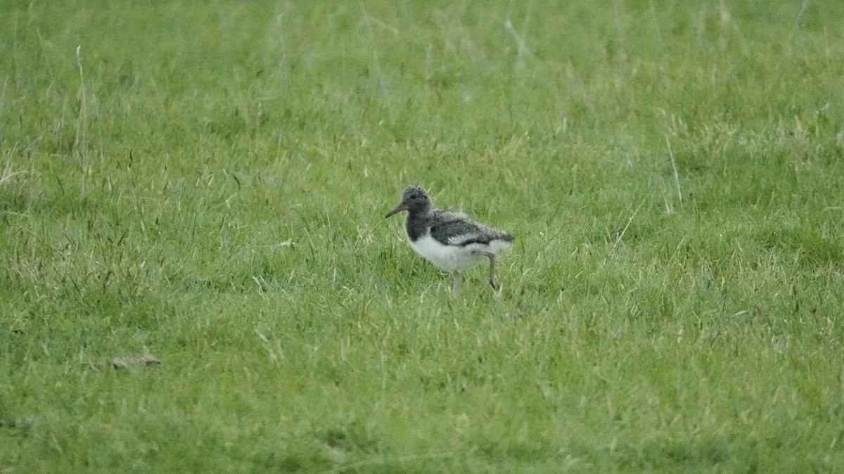 ústřičník jižní - ML645224973