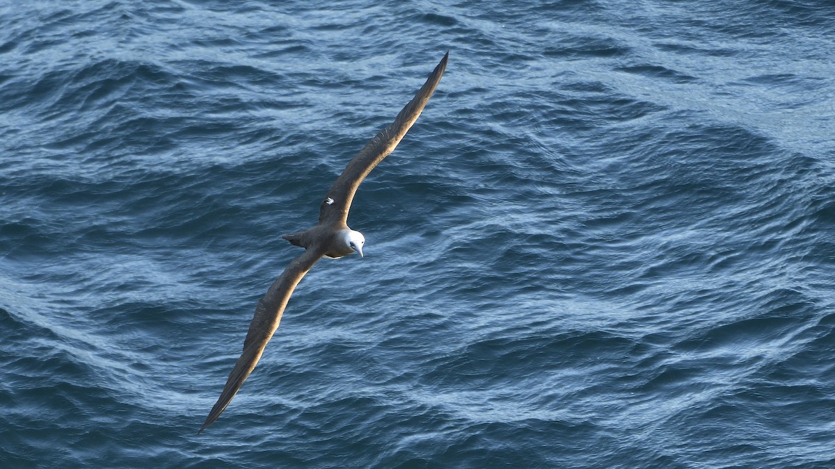 Cocos Booby - ML645224993