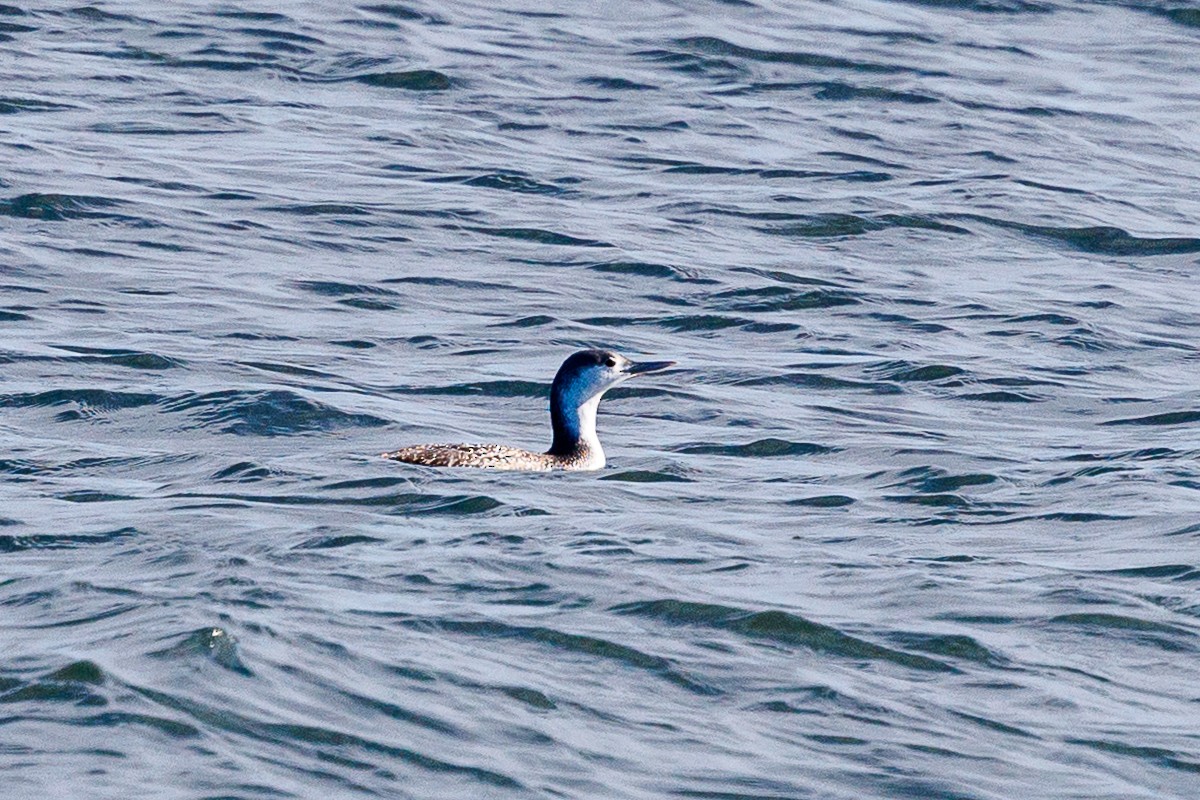 Red-throated Loon - ML645224996