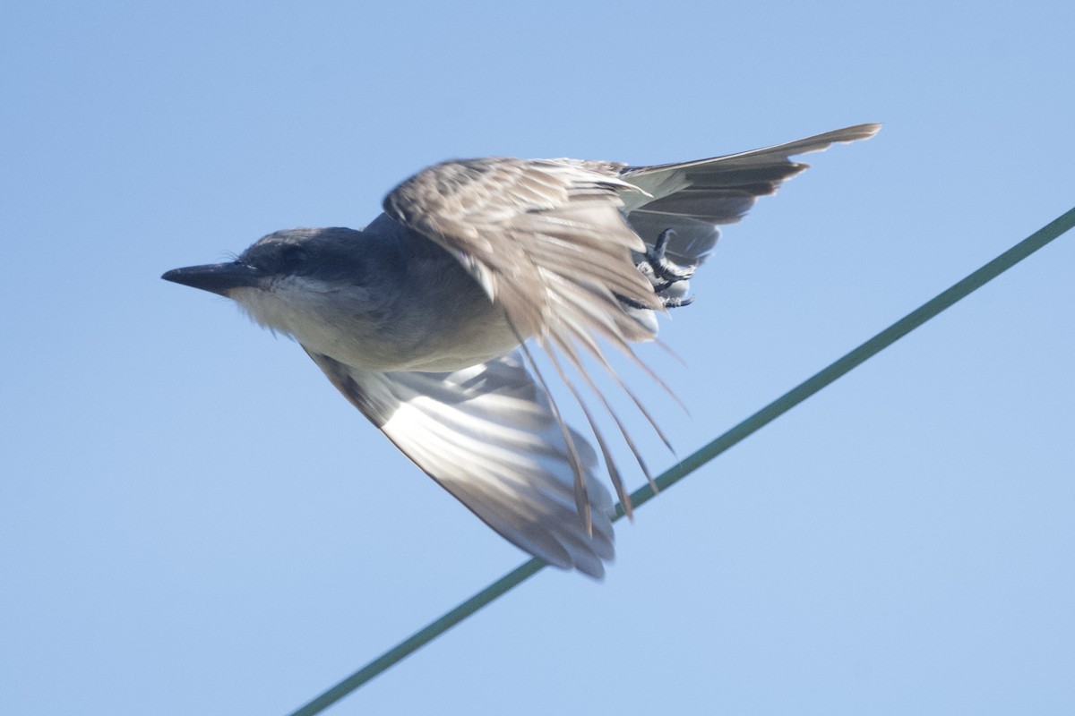 Gray Kingbird - ML645225007