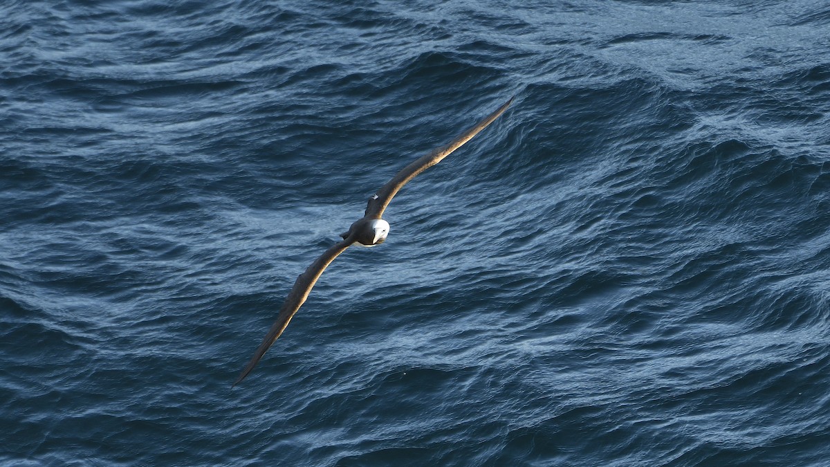 Cocos Booby - ML645225009