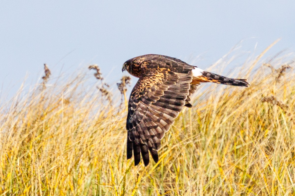 Northern Harrier - ML645225010
