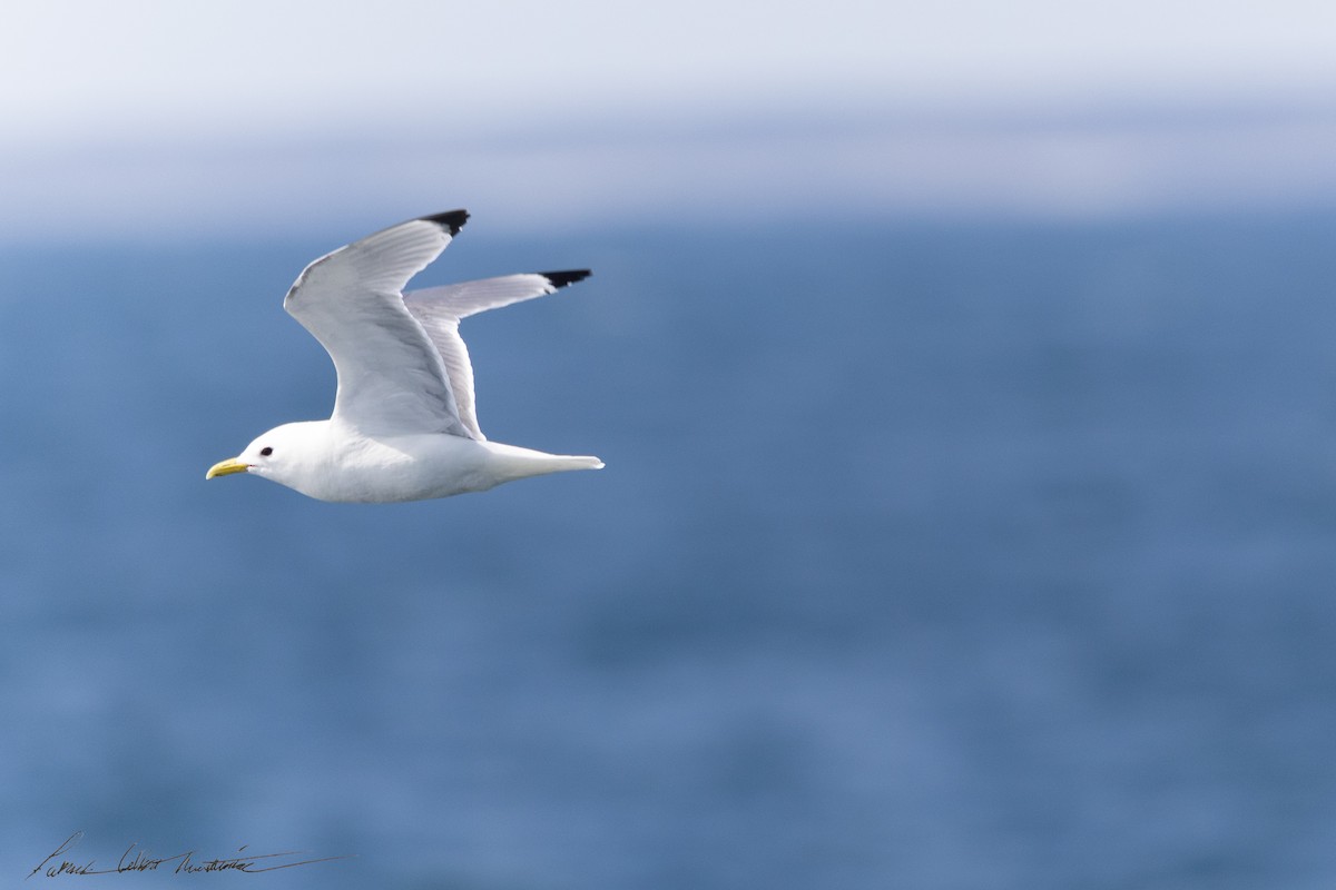 krykkje (tridactyla) - ML645225021