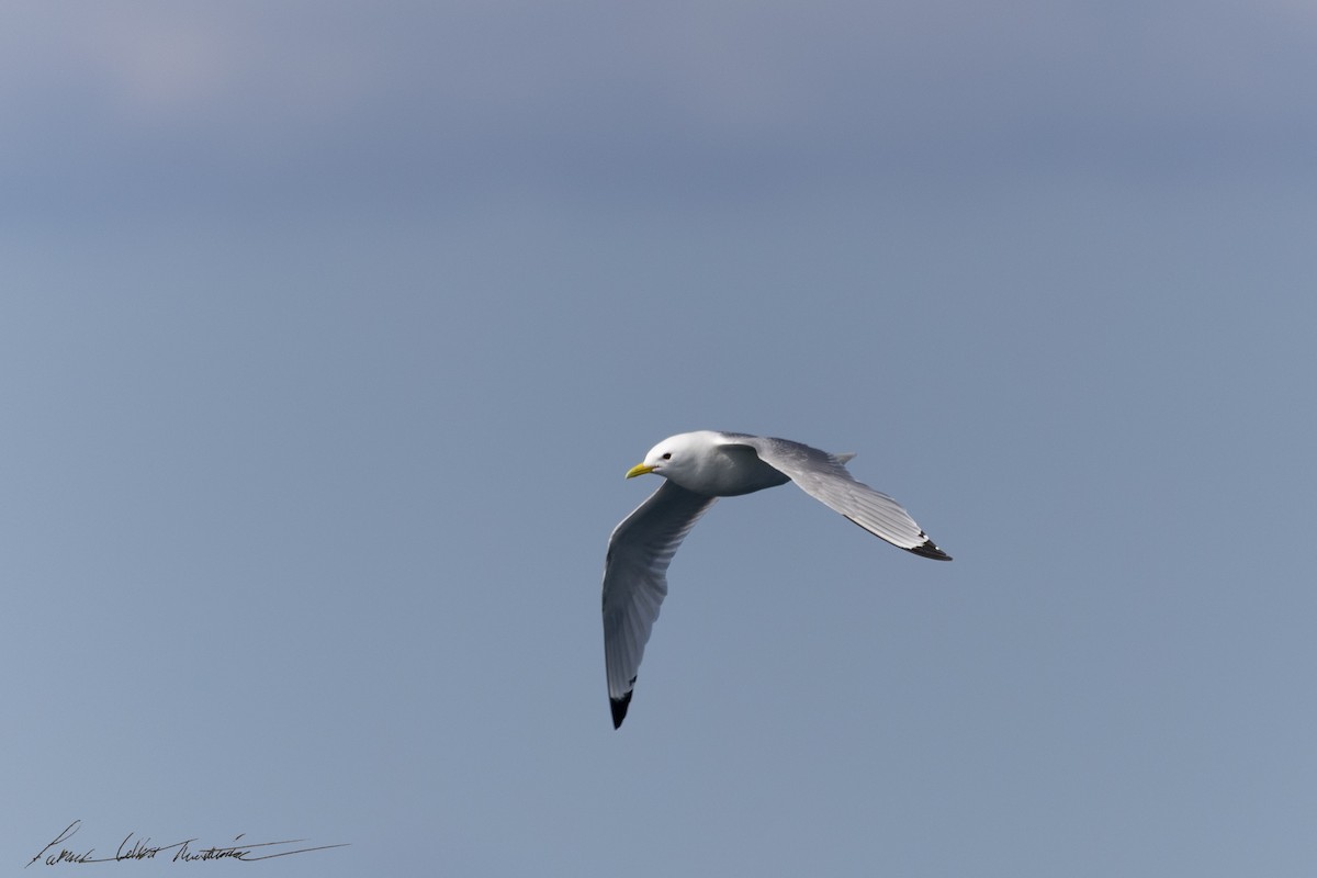 krykkje (tridactyla) - ML645225022