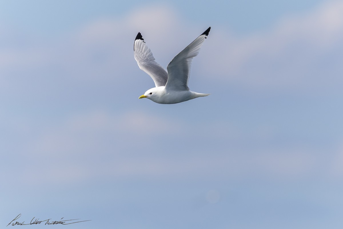 krykkje (tridactyla) - ML645225023