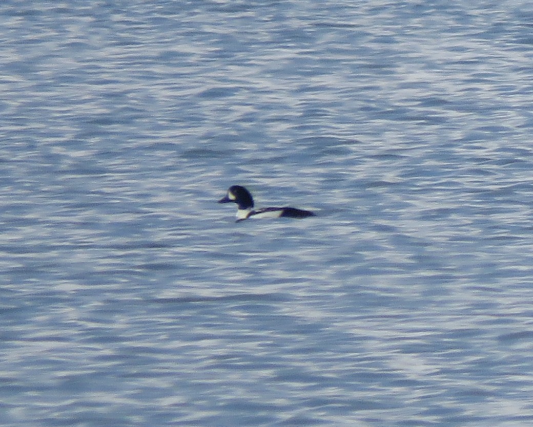 Barrow's Goldeneye - ML645225029