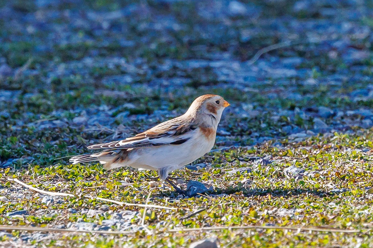 Snow Bunting - ML645225030