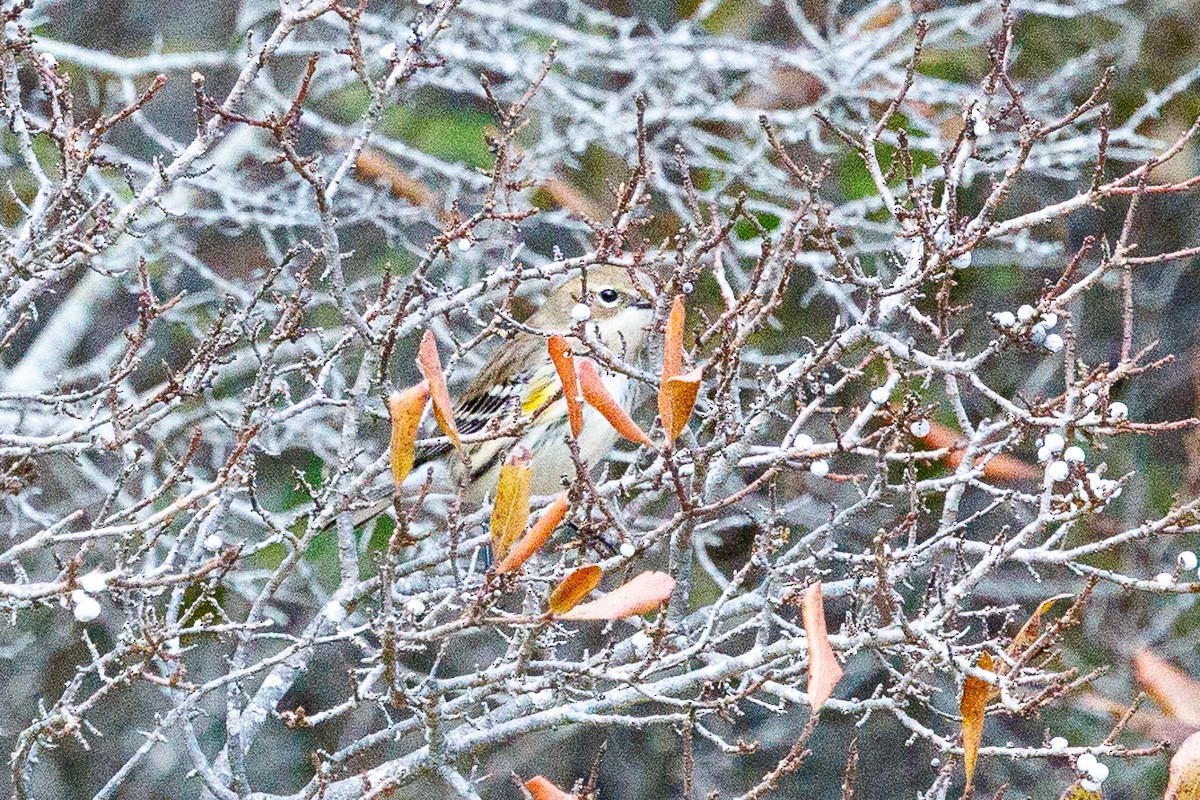 Yellow-rumped Warbler - ML645225046