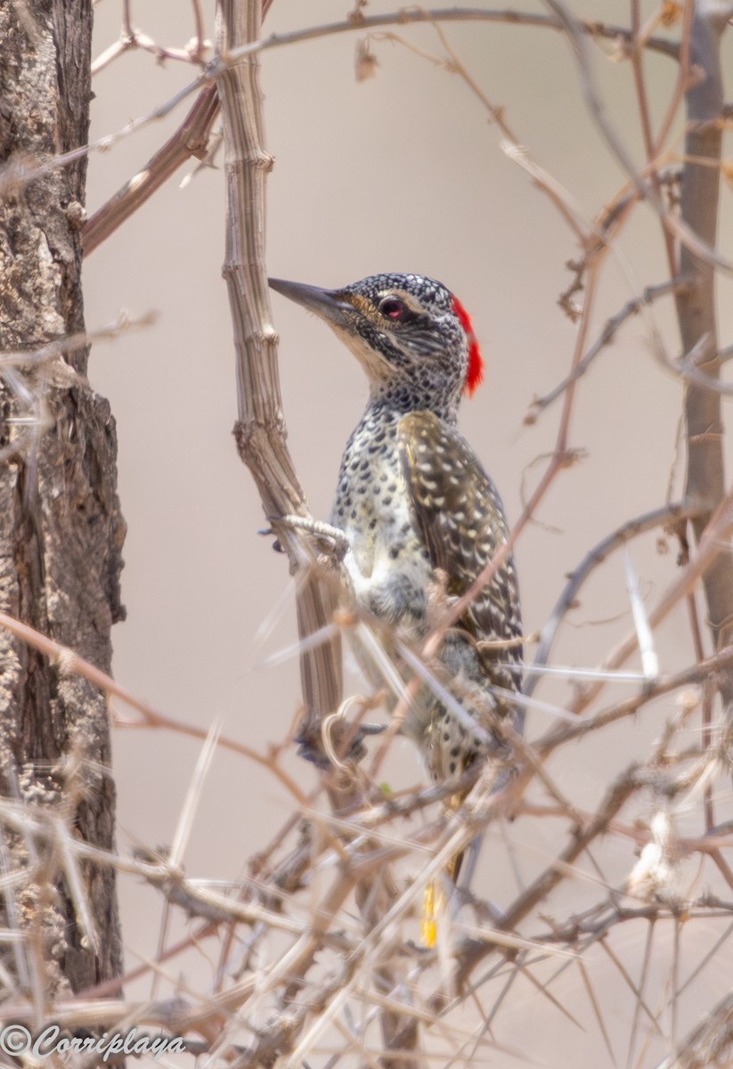 Pic de Nubie - ML645225047