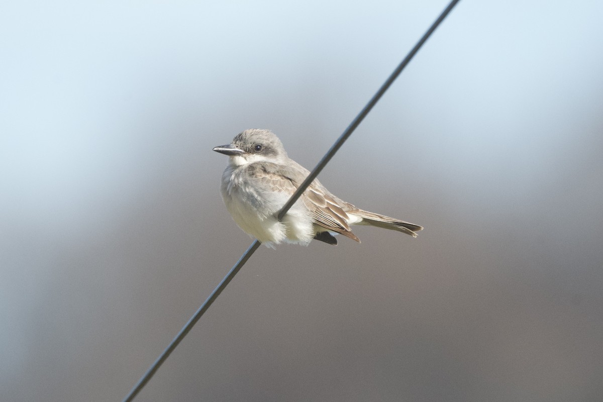 Gray Kingbird - ML645225049