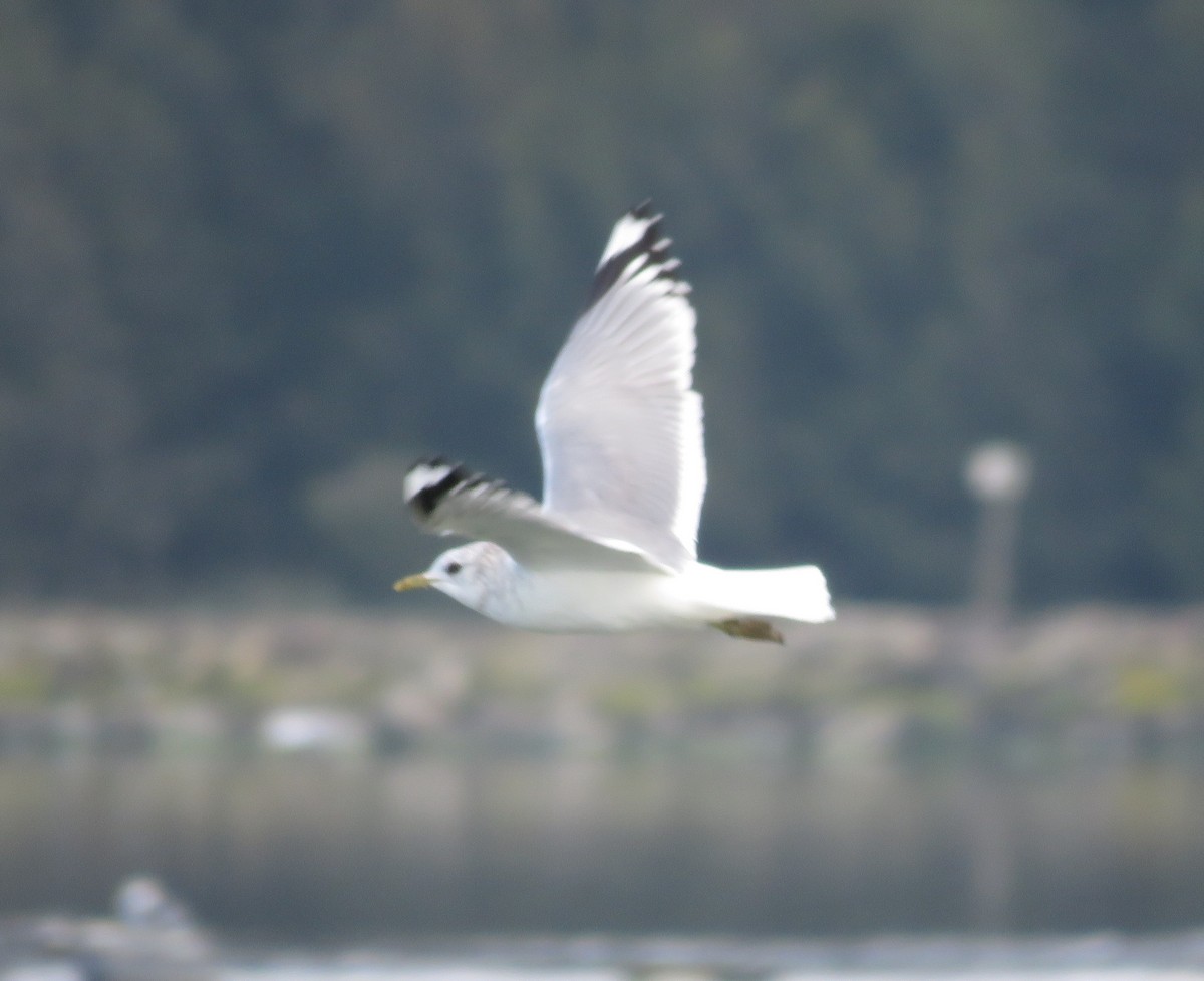 Short-billed Gull - ML645225050