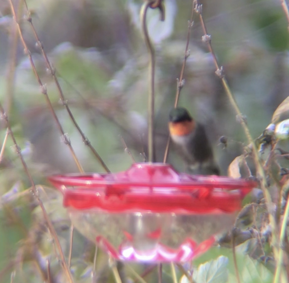 Ruby-throated Hummingbird - ML645225052