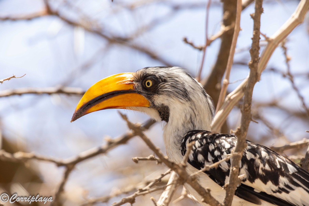 Toco Piquigualdo Norteño - ML645225058