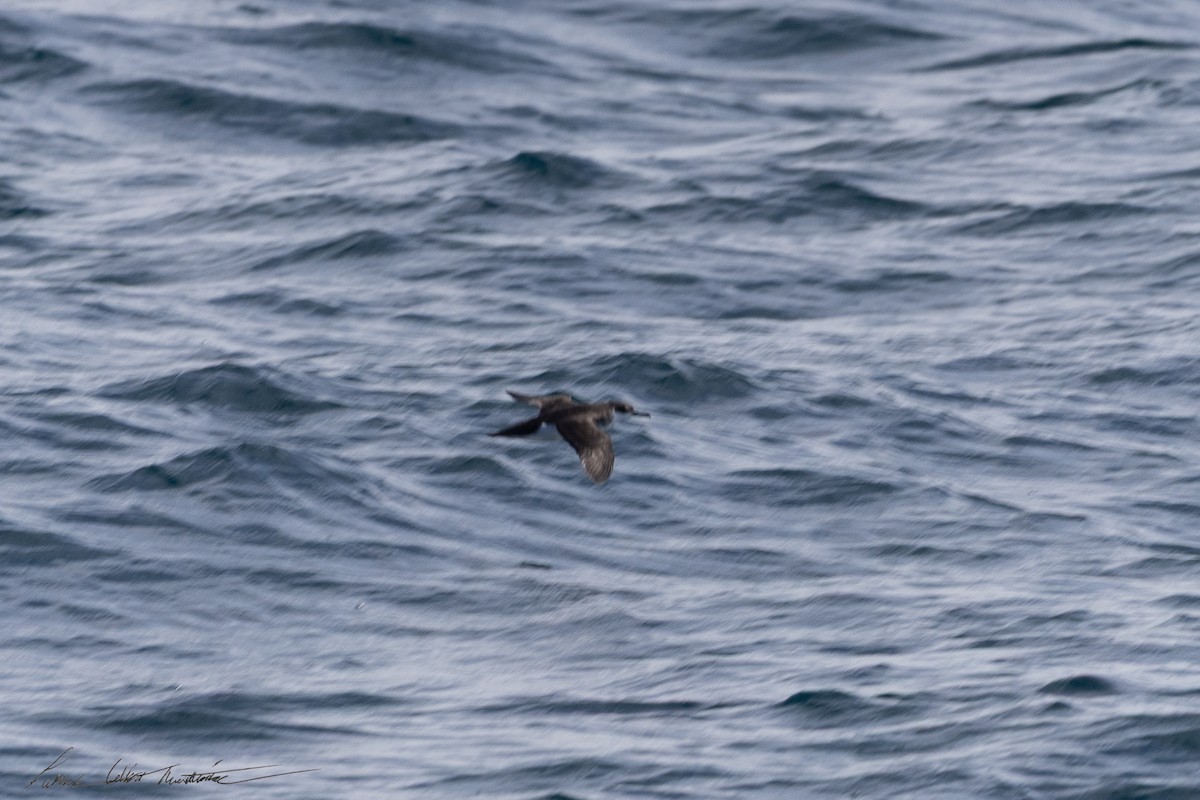 Manx Shearwater - ML645225062
