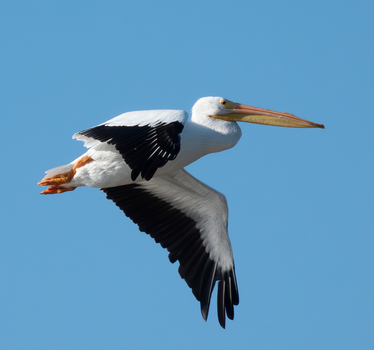 Amerika Pelikanı - ML645225063