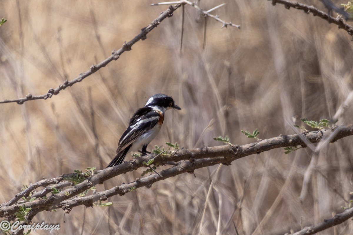 Pygmy Batis - ML645225064
