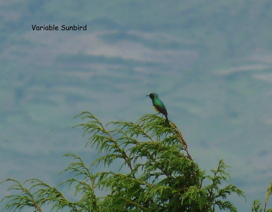 Variable Sunbird (Yellow-bellied) - ML645225066