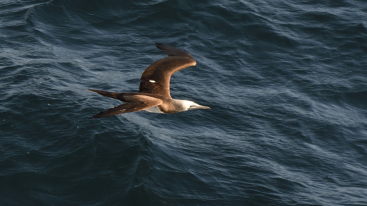 Cocos Booby - ML645225067