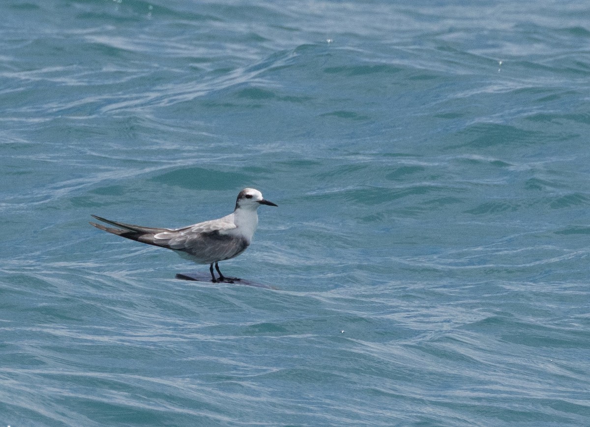 白腰燕鷗 - ML645225075