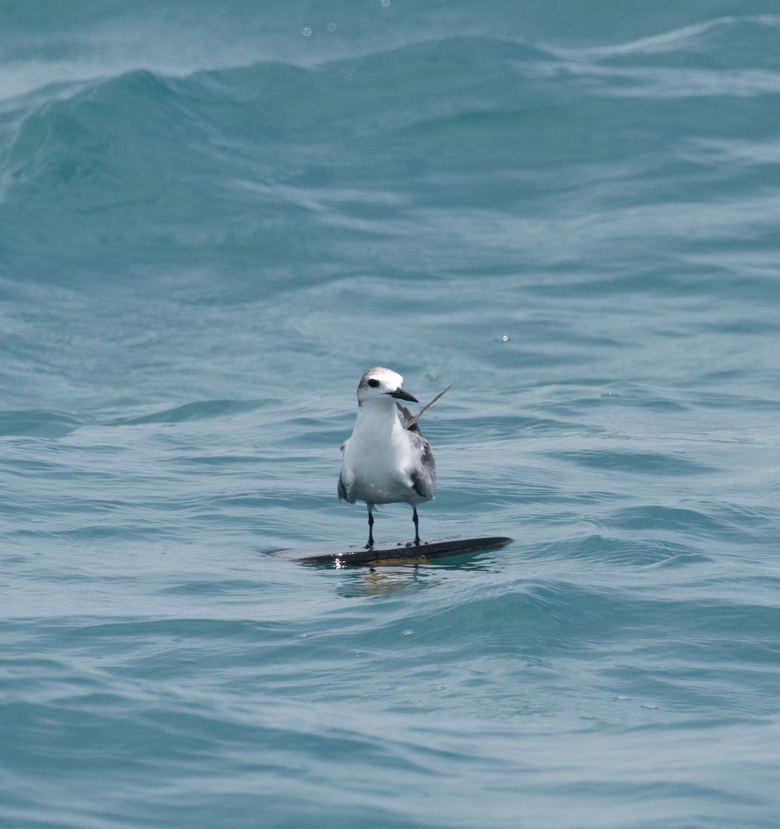 白腰燕鷗 - ML645225076