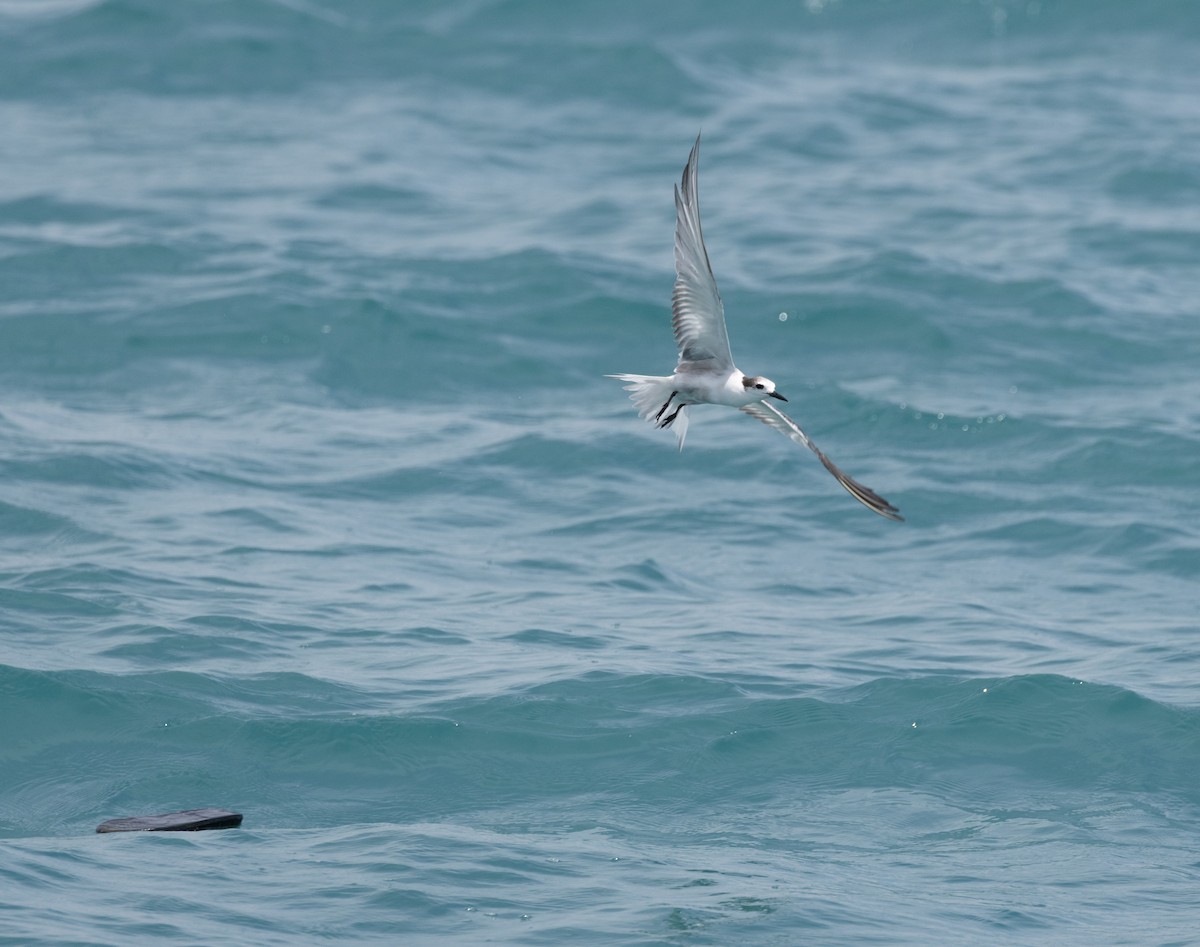 白腰燕鷗 - ML645225077