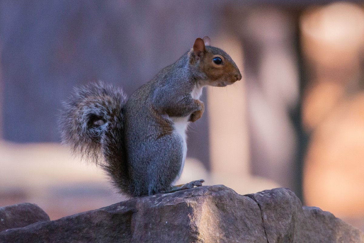 Eastern Gray Squirrel - ML645225078