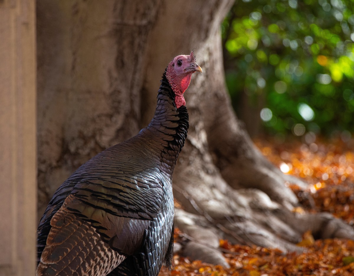 Wild Turkey - ML645225080