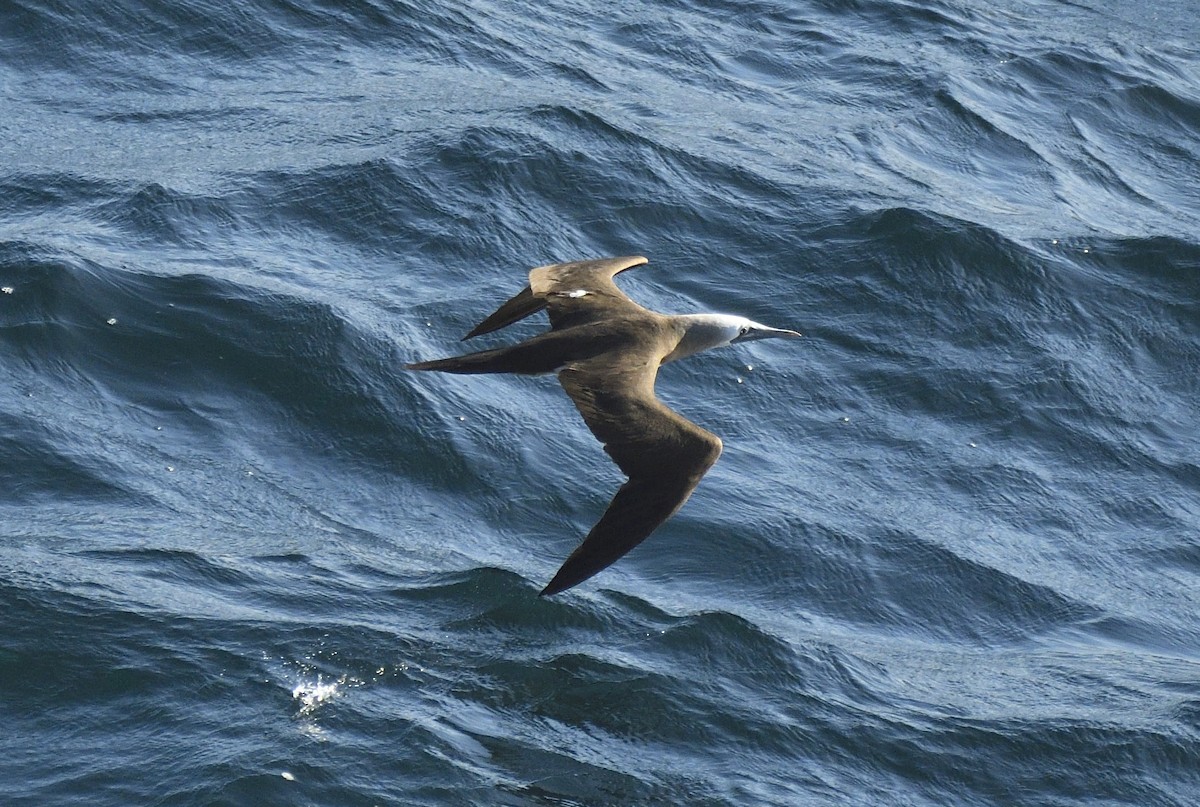 Cocos Booby - ML645225085