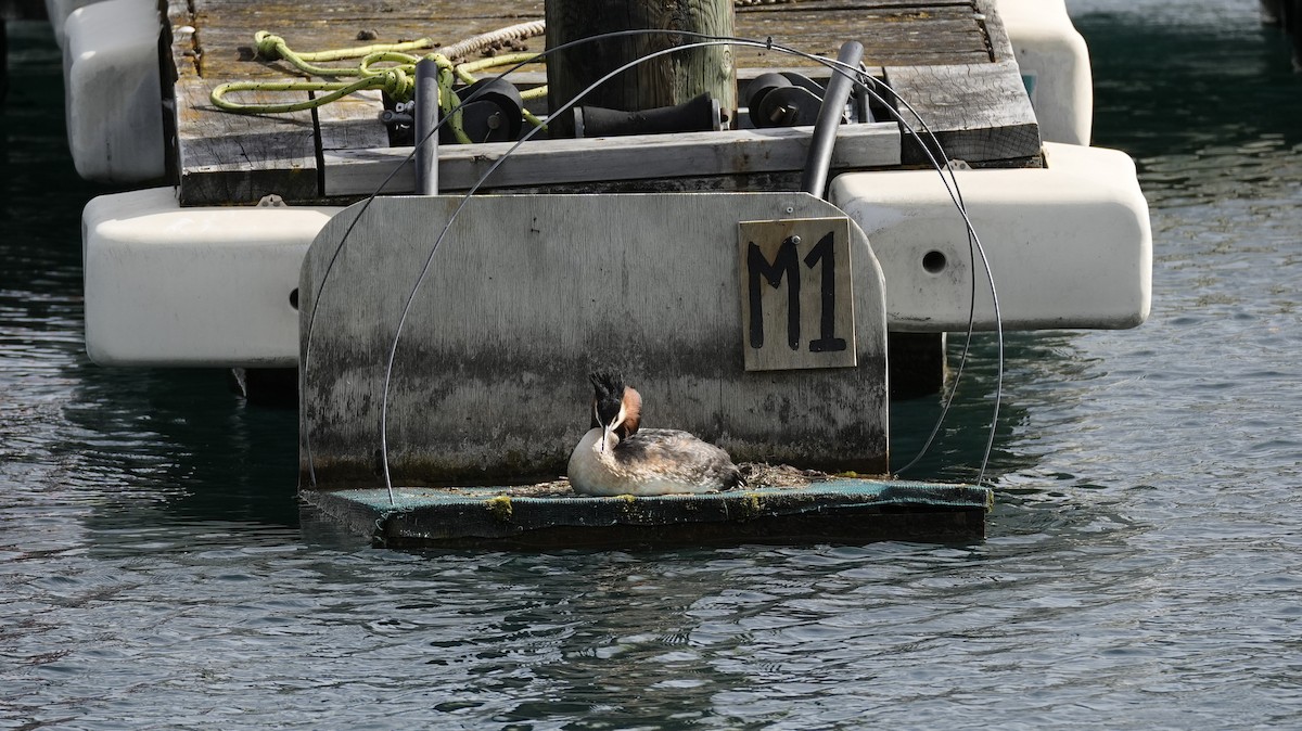 Great Crested Grebe - ML645225088