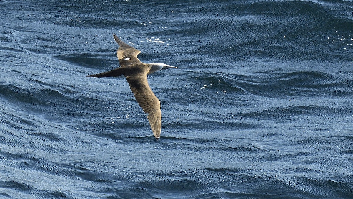 Cocos Booby - ML645225090