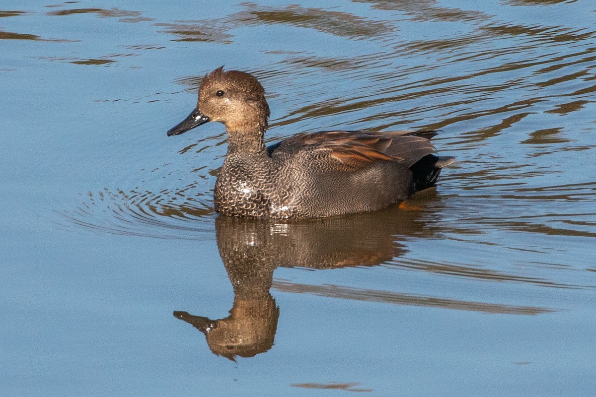 Gadwall - ML645225095
