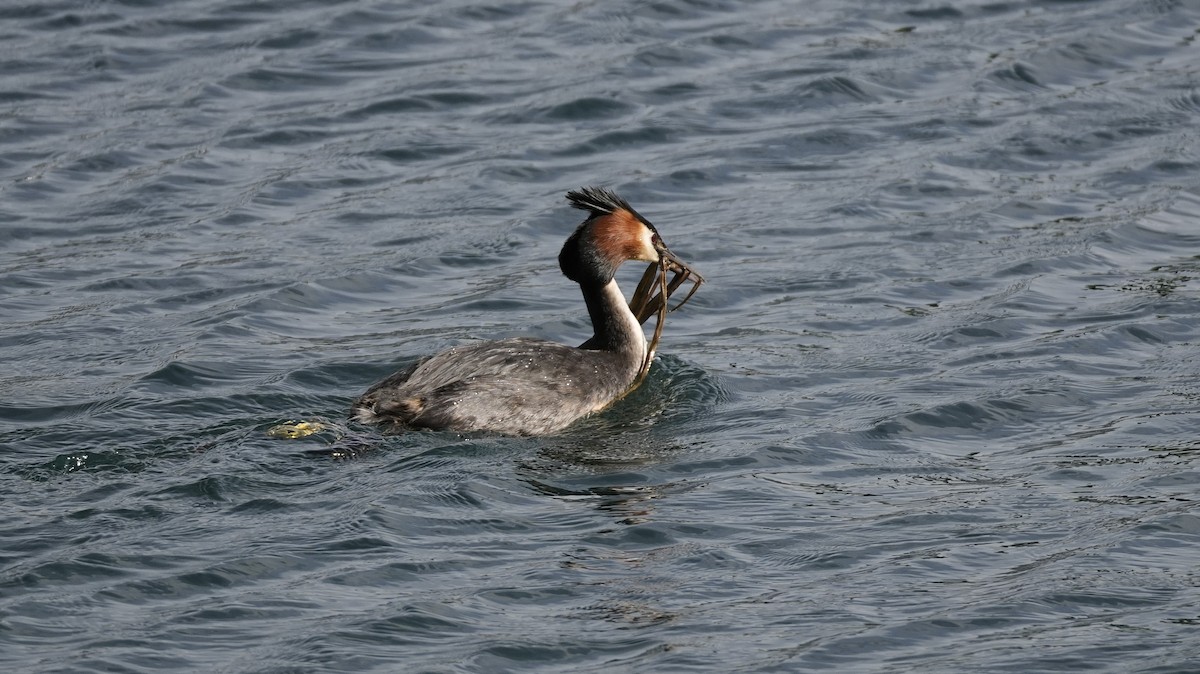 Great Crested Grebe - ML645225104