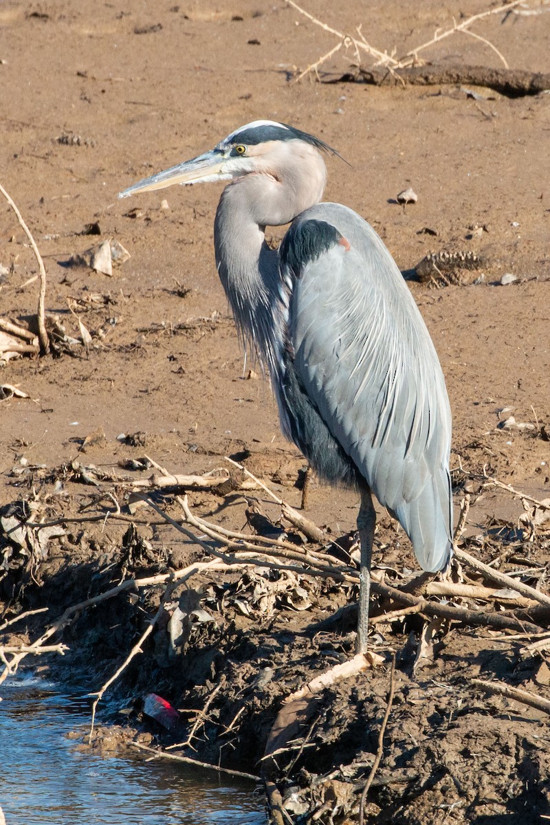 Great Blue Heron - ML645225105