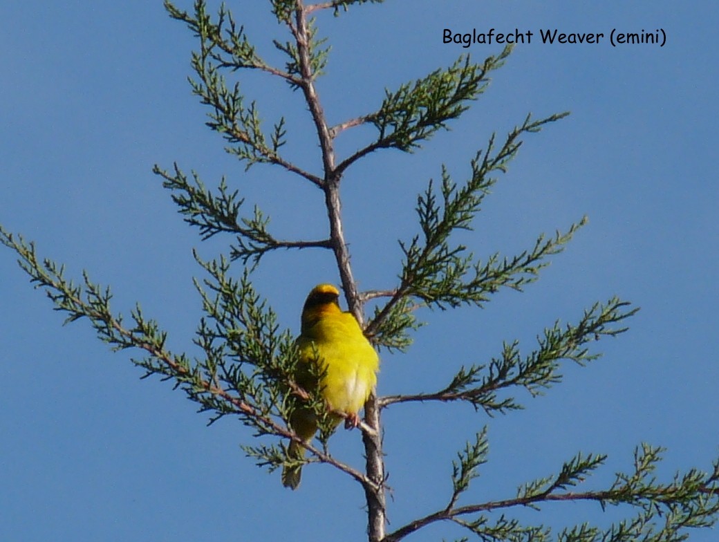 Baglafecht Weaver - ML645225109